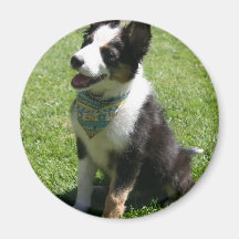 Sitzender Border-Collie-Magnet Kühlschrankmagnet