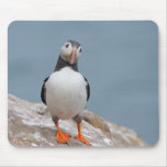 Skomer Insel-Papageientaucher Mousepads