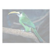 Smaragdtoucanet, Südamerika Individuelle Ankündigungen