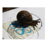 snail mail postkarten
