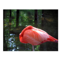 Snoozing Flamingo Postkarten