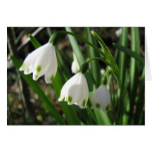 Snowbells Karten