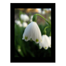 Snowdrop Blumen-Postkarte