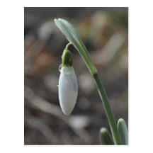 Snowdrop Postkarte