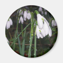 Snowdrops im Garten Kühlschrankmagnete