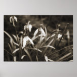 Snowdrops im Sepia Posterdruck
