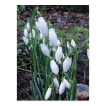 Snowdrops in der Regenpostkarte