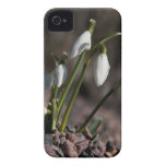 Snowdrops iPhone 4 Fall kaum dort iPhone 4 Case-Mate Hülle