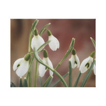 snowdrops gespannte galerie drucke