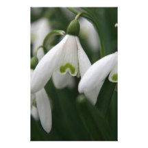 Snowdrops Personalisiertes Büropapier