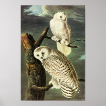 Snowy-Eule, John James Audubon Plakatdrucke