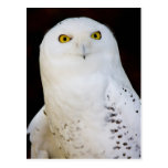 Snowy-Eule Postkarte