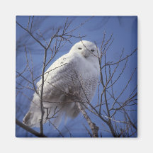 Snowy-Eulen-Magnet