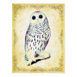 Snowy-Eulen-Postkarte