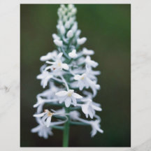 Snowy-Orchidee Flyerdruck