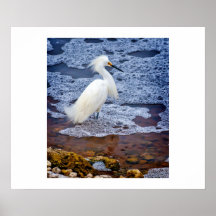 Snowy-Reiher - Paynes Grasland Plakat