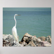 Snowy-Reiher-Plakat