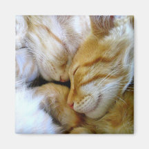 Snuggle-Kätzchen-Magnet Kühlschrankmagnete