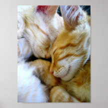 Snuggle-Kätzchen-Plakat