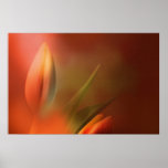 SoftlyTulips Plakatdrucke