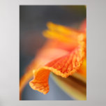 SoftOrangeBloom Posters