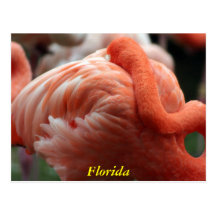 Solo- Flamingo Florida Postkarte