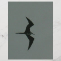 Solo- Vogel Vollfarbige Flyer