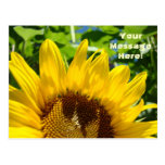 Sommer-gelbe Sonnenblume-Postkartensun-Blumen