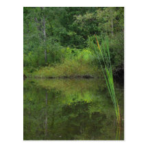 Sommer in dem Teich Postkarte