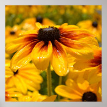 Sommer-schwarzes mit Augen Susan-Plakat