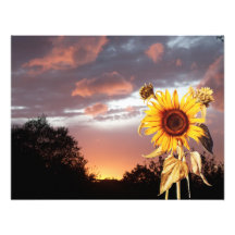 SOMMER-SONNENUNTERGANG PHOTODRUCKE
