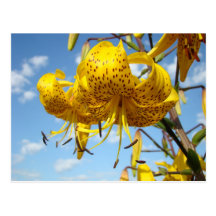 Sommerpostkarten gelbe Tiger-Lilien-Blumen blau