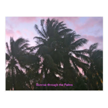Sonnenaufgang durch die Palmen Postkarte