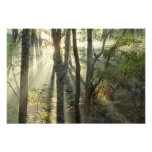 Sonnenaufgang durch Eichen- und Hickorywald, Kunstphotos