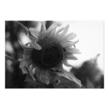 Sonnenblume 00 fotografien