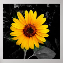 Sonnenblume 2 poster