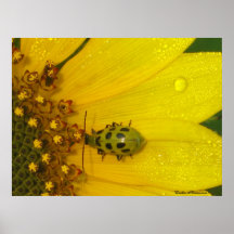 Sonnenblume-Buggy Plakate