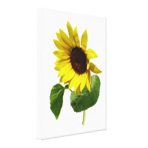 Sonnenblume, die unten anstarrt leinwanddrucke