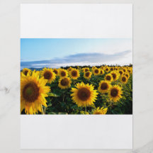 Sonnenblume-Feld Flyerbedruckung