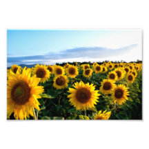 Sonnenblume-Feld Kunstphotos