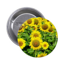 Sonnenblume-Felder Button