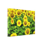 Sonnenblume-Felder Leinwanddrucke