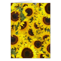 Sonnenblume-Foto-Karten
