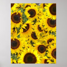 Sonnenblume-Foto-Plakat