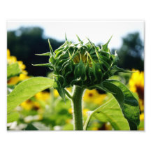 Sonnenblume-Geburt 10 x photographischer Druck 8