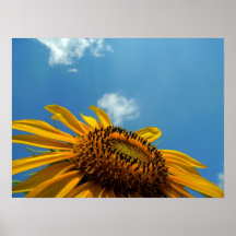 Sonnenblume im Himmel Plakat