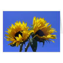 Sonnenblume-Karten