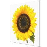 Sonnenblume Leinwanddrucke