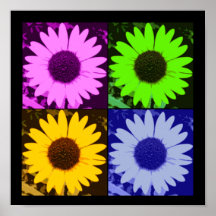 Sonnenblume-Mehrfarbenplakat