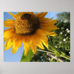 Sonnenblume-Plakat